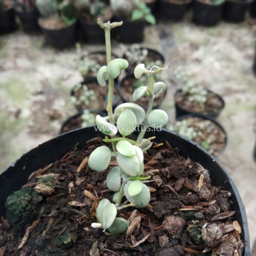 Dischidia Numularia Variegated, real gallery image #2 plants. Picture taken directly from kaktus.id community Dischidia farmer green houses.