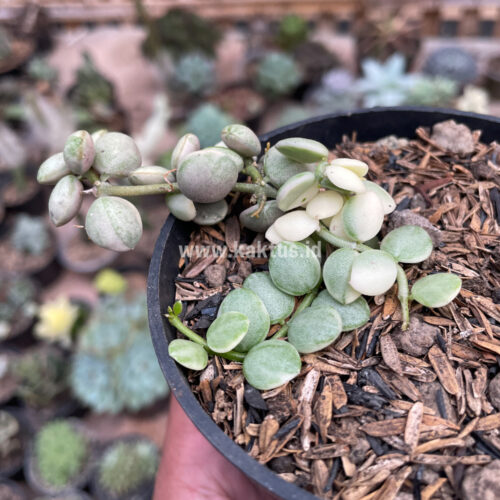 Dischidia Numularia Variegated, real gallery image #3 plants. Picture taken directly from kaktus.id community Dischidia farmer green houses.