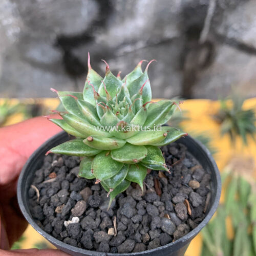 Graptoveria 'Silver Star' Variegated, real gallery image #3 plants. Picture taken directly from kaktus.id community Graptoveria farmer green houses.