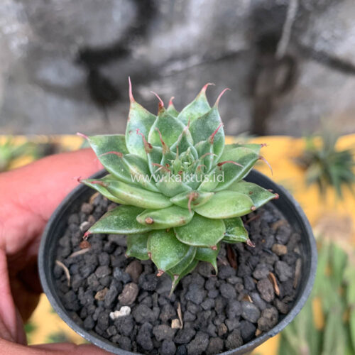 Graptoveria 'Silver Star' Variegated, real gallery image #4 plants. Picture taken directly from kaktus.id community Graptoveria farmer green houses.