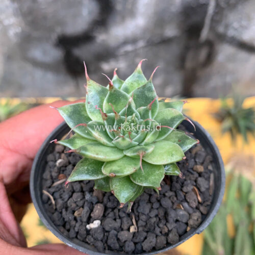 Graptoveria 'Silver Star' Variegated, real gallery image #5 plants. Picture taken directly from kaktus.id community Graptoveria farmer green houses.