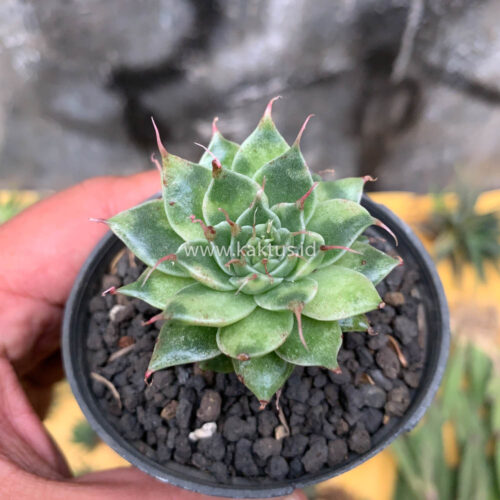 Graptoveria 'Silver Star' Variegated, real gallery image #6 plants. Picture taken directly from kaktus.id community Graptoveria farmer green houses.