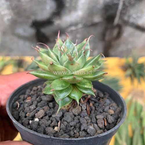 Graptoveria 'Silver Star' Variegated, real gallery image #2 plants. Picture taken directly from kaktus.id community Graptoveria farmer green houses.