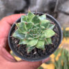 Graptoveria 'Silver Star' Variegated, real gallery image #7 plants. Picture taken directly from kaktus.id community Graptoveria farmer green houses.
