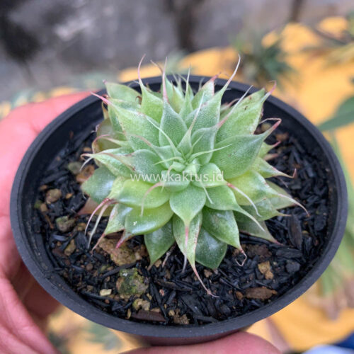 Graptoveria 'Silver Star' Variegated, real gallery image #1 plants. Picture taken directly from kaktus.id community Graptoveria farmer green houses.