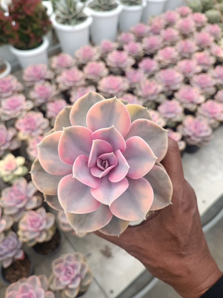 kaktus.id