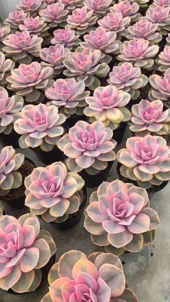Echeveria Perle Rainbow
