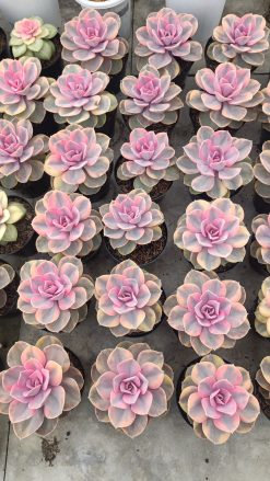 Echeveria Perle Rainbow