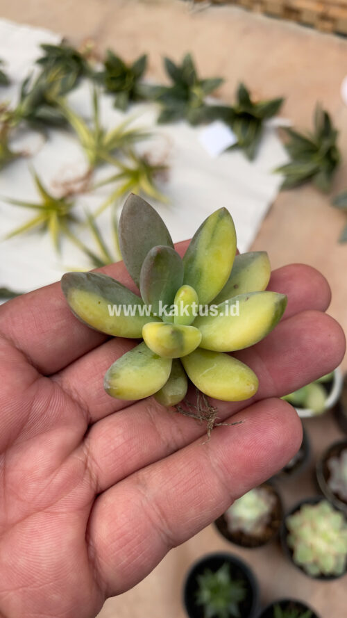 Pachyveria Dr. Cornelius Variegated, real gallery image #3 plants. Picture taken directly from kaktus.id community Pachyveria farmer green houses.