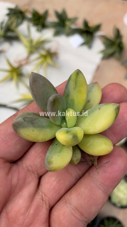 Pachyveria Dr. Cornelius Variegated, real gallery image #17 plants. Picture taken directly from kaktus.id community Pachyveria farmer green houses.