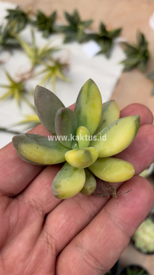 Pachyveria Dr. Cornelius Variegated, real gallery image #21 plants. Picture taken directly from kaktus.id community Pachyveria farmer green houses.