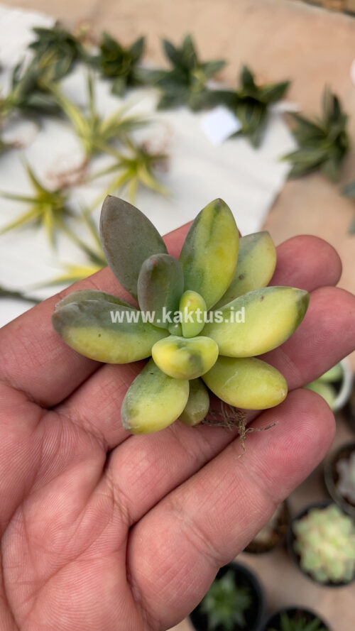 Pachyveria Dr. Cornelius Variegated, real gallery image #6 plants. Picture taken directly from kaktus.id community Pachyveria farmer green houses.