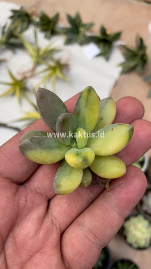 Pachyveria Dr. Cornelius Variegated, real gallery image #2 plants. Picture taken directly from kaktus.id community Pachyveria farmer green houses.