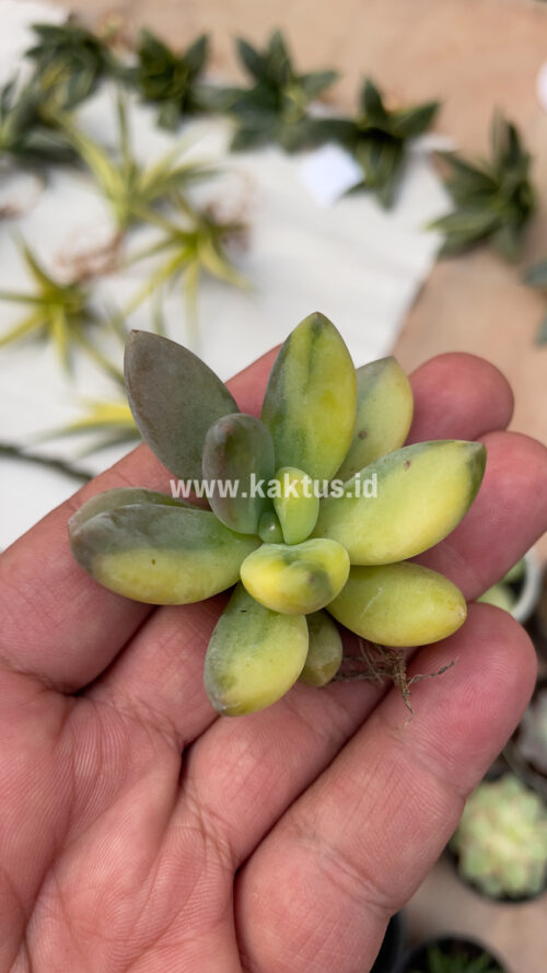 Pachyveria Dr. Cornelius Variegated, real gallery image #4 plants. Picture taken directly from kaktus.id community Pachyveria farmer green houses.