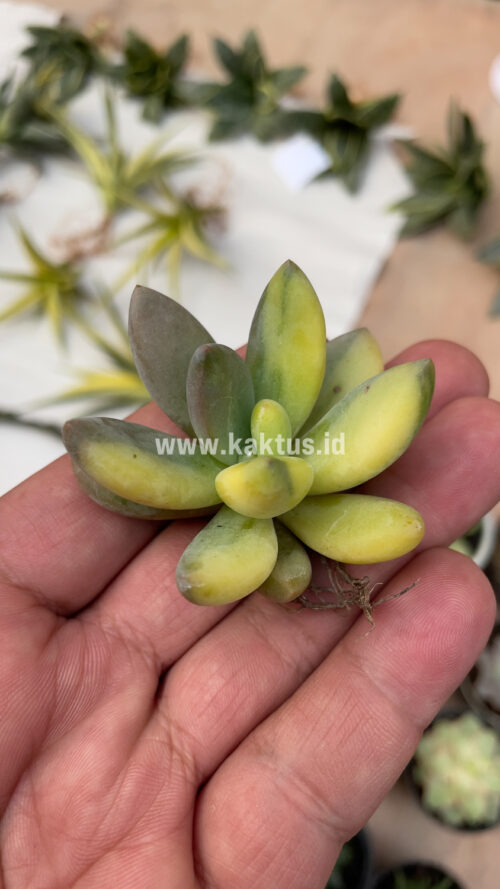 Pachyveria Dr. Cornelius Variegated, real gallery image #8 plants. Picture taken directly from kaktus.id community Pachyveria farmer green houses.