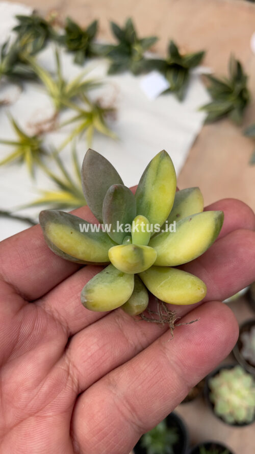 Pachyveria Dr. Cornelius Variegated, real gallery image #10 plants. Picture taken directly from kaktus.id community Pachyveria farmer green houses.