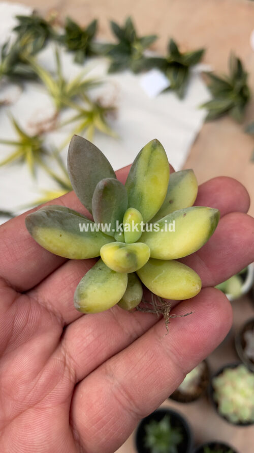 Pachyveria Dr. Cornelius Variegated, real gallery image #12 plants. Picture taken directly from kaktus.id community Pachyveria farmer green houses.