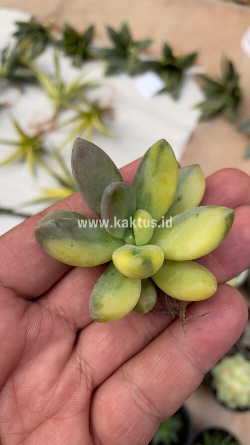 Pachyveria Dr. Cornelius Variegated, real gallery image #22 plants. Picture taken directly from kaktus.id community Pachyveria farmer green houses.