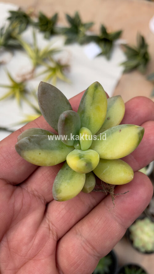 Pachyveria Dr. Cornelius Variegated, real gallery image #19 plants. Picture taken directly from kaktus.id community Pachyveria farmer green houses.