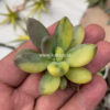 Pachyveria Dr. Cornelius Variegated, real feature image plant. Picture taken directly from kaktus.id community Pachyveria farmer green houses.