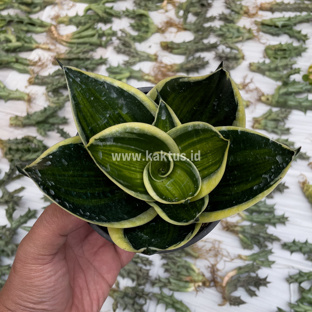 kaktus.id