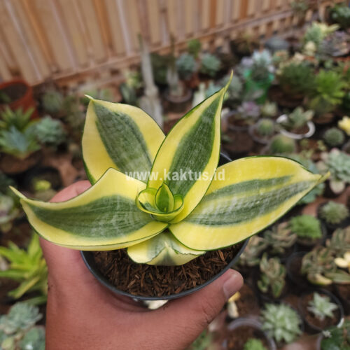 Sansevieria Golden White Hahii, real gallery image #17 plants. Picture taken directly from kaktus.id community Sansevieria farmer green houses.