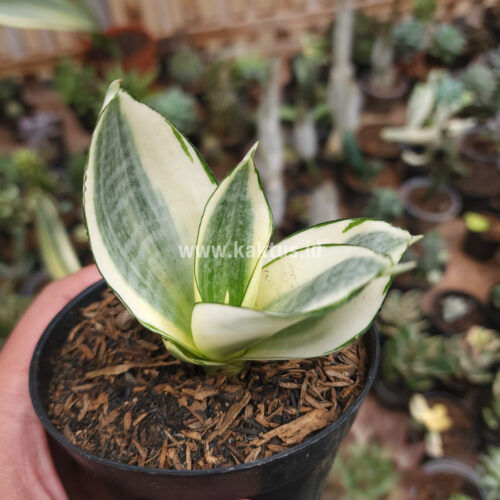 Sansevieria Golden White Hahii, real gallery image #4 plants. Picture taken directly from kaktus.id community Sansevieria farmer green houses.