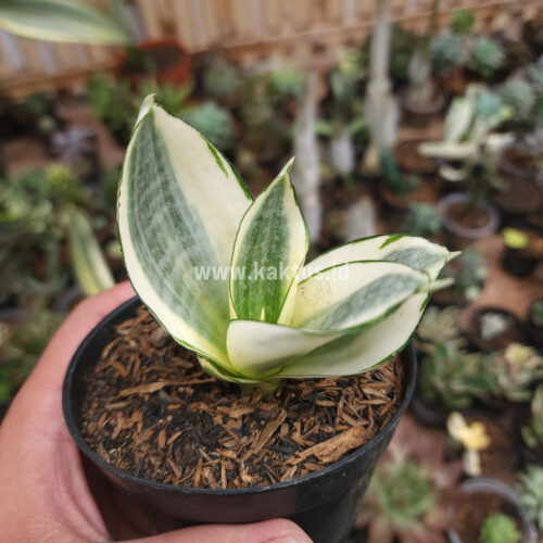 Sansevieria Golden White Hahii, real gallery image #16 plants. Picture taken directly from kaktus.id community Sansevieria farmer green houses.