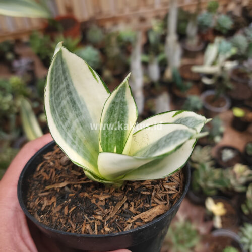 Sansevieria Golden White Hahii, real gallery image #14 plants. Picture taken directly from kaktus.id community Sansevieria farmer green houses.