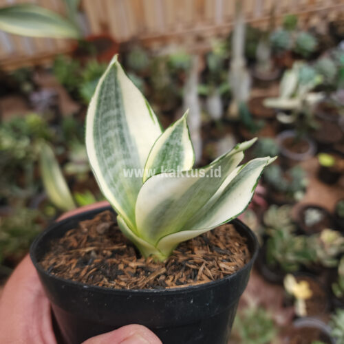 Sansevieria Golden White Hahii, real gallery image #21 plants. Picture taken directly from kaktus.id community Sansevieria farmer green houses.