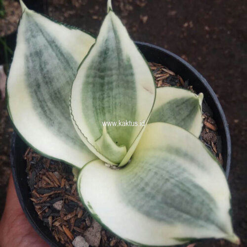 Sansevieria Golden White Hahii, real gallery image #7 plants. Picture taken directly from kaktus.id community Sansevieria farmer green houses.