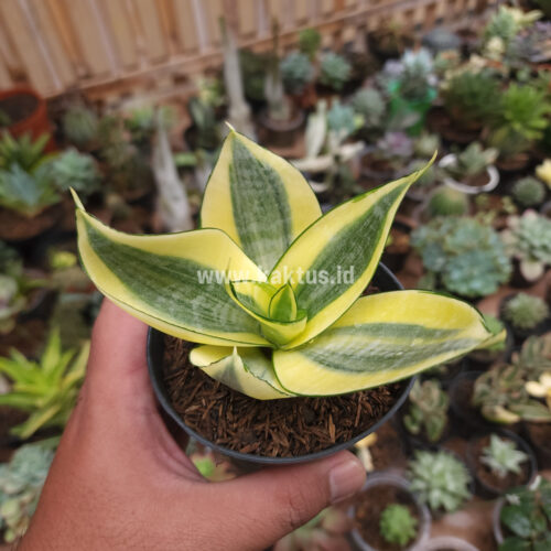 Sansevieria Golden White Hahii, real gallery image #22 plants. Picture taken directly from kaktus.id community Sansevieria farmer green houses.