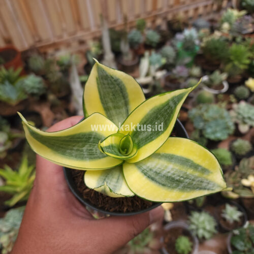 Sansevieria Golden White Hahii, real gallery image #6 plants. Picture taken directly from kaktus.id community Sansevieria farmer green houses.