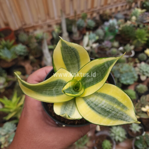Sansevieria Golden White Hahii, real gallery image #13 plants. Picture taken directly from kaktus.id community Sansevieria farmer green houses.