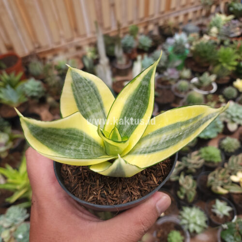 Sansevieria Golden White Hahii, real gallery image #9 plants. Picture taken directly from kaktus.id community Sansevieria farmer green houses.