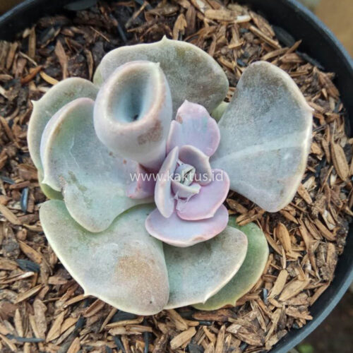Echeveria Perle x Crasulla Ovata Gollum, real gallery image #1 plants. Picture taken directly from kaktus.id community Echeveria farmer green houses.