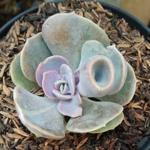 653. Echeveria Perle x Crasulla Ovata Gollum