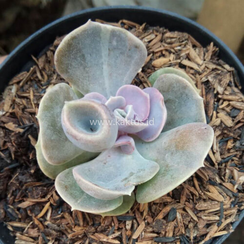 Echeveria Perle x Crasulla Ovata Gollum, real gallery image #2 plants. Picture taken directly from kaktus.id community Echeveria farmer green houses.