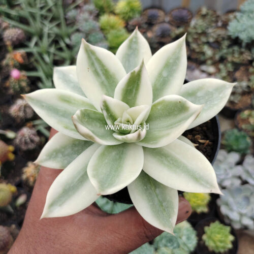 Echeveria Agavoides Rubella Aurea Variegated, real gallery image #3 plants. Picture taken directly from kaktus.id community Echeveria farmer green houses.