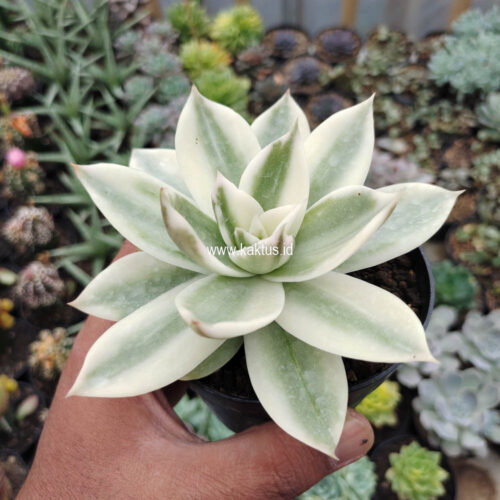 Echeveria Agavoides Rubella Aurea Variegated, real gallery image #4 plants. Picture taken directly from kaktus.id community Echeveria farmer green houses.