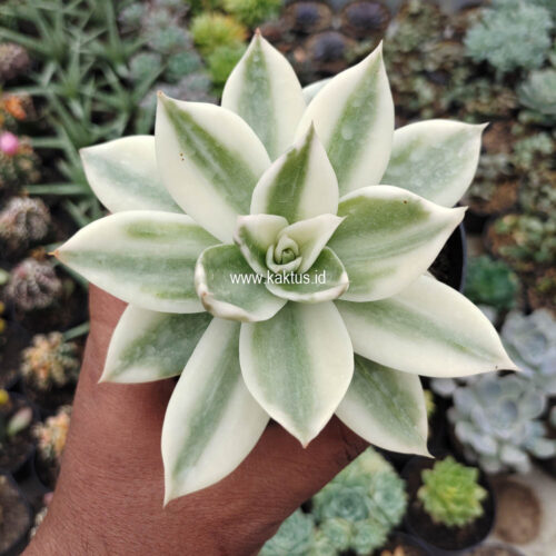 Echeveria Agavoides Rubella Aurea Variegated, real gallery image #5 plants. Picture taken directly from kaktus.id community Echeveria farmer green houses.