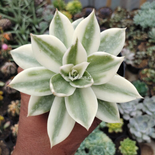 Echeveria Agavoides Rubella Aurea Variegated, real gallery image #6 plants. Picture taken directly from kaktus.id community Echeveria farmer green houses.