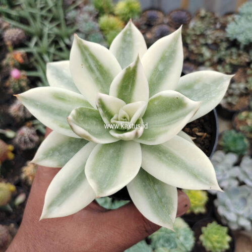 Echeveria Agavoides Rubella Aurea Variegated, real gallery image #2 plants. Picture taken directly from kaktus.id community Echeveria farmer green houses.