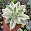 Echeveria Agavoides Rubella Aurea Variegated, real gallery image #7 plants. Picture taken directly from kaktus.id community Echeveria farmer green houses.