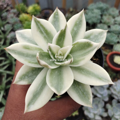 Echeveria Agavoides Rubella Aurea Variegated, real gallery image #8 plants. Picture taken directly from kaktus.id community Echeveria farmer green houses.