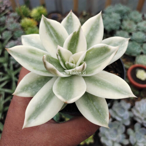 Echeveria Agavoides Rubella Aurea Variegated, real gallery image #9 plants. Picture taken directly from kaktus.id community Echeveria farmer green houses.