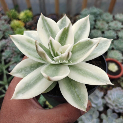 Echeveria Agavoides Rubella Aurea Variegated, real gallery image #1 plants. Picture taken directly from kaktus.id community Echeveria farmer green houses.