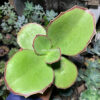 Kalanchoe Synsepala Baker, real gallery image #3 plants. Picture taken directly from kaktus.id community Kalanchoe farmer green houses.