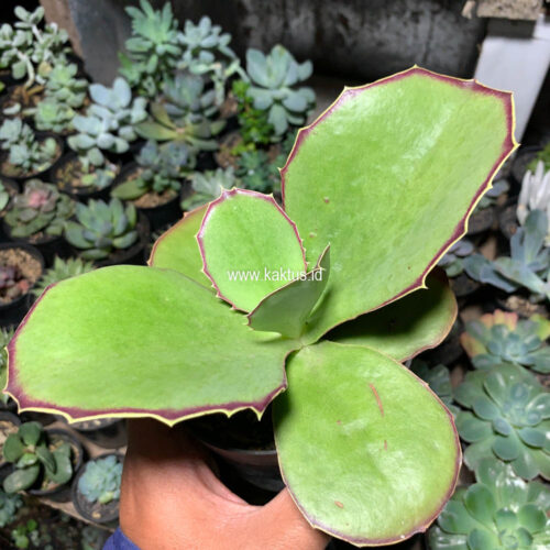 Kalanchoe Synsepala Baker, real gallery image #4 plants. Picture taken directly from kaktus.id community Kalanchoe farmer green houses.