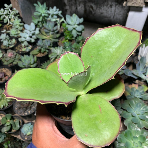 Kalanchoe Synsepala Baker, real gallery image #5 plants. Picture taken directly from kaktus.id community Kalanchoe farmer green houses.